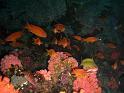 poissons bis